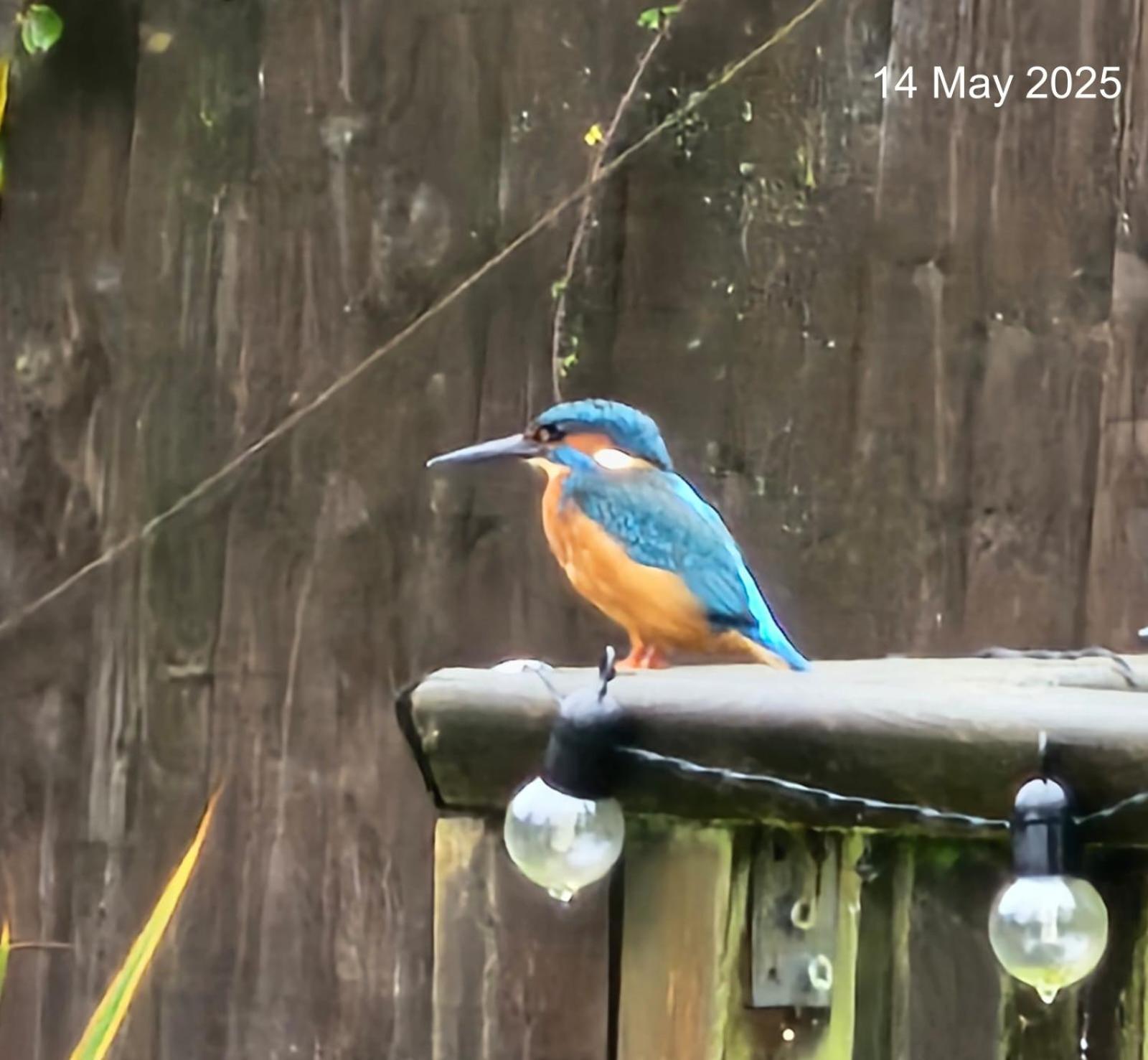 Woodies Peasmarsh Dış mekan fotoğraf
