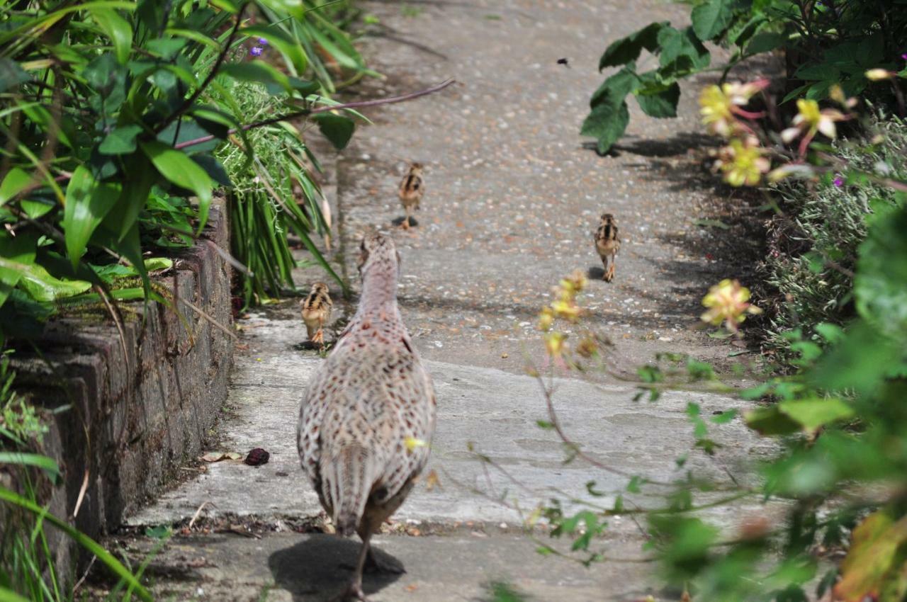 Woodies Peasmarsh Dış mekan fotoğraf